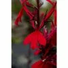 Lobelia speciosa 'Queen Victoria' | Cardinal Flower 1 Lobelia speciosa 'Queen Victoria' | Cardinal Flower -Cheap July Plants Store PL503931 main 5381