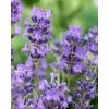 Lavender 'Munstead' | English Lavender 2 Lavender 'Munstead' | English Lavender -Cheap July Plants Store PL503981 1003