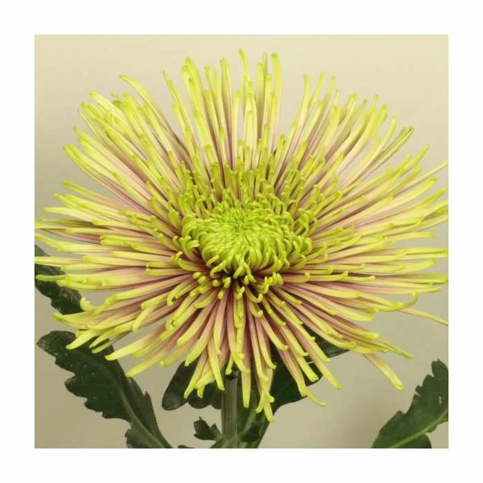 Chrysanthemum 'Tula Improved' | Crossover Series | 5 x Plug Plant 3 Chrysanthemum 'Tula Improved' | Crossover Series | 5 x Plug Plant