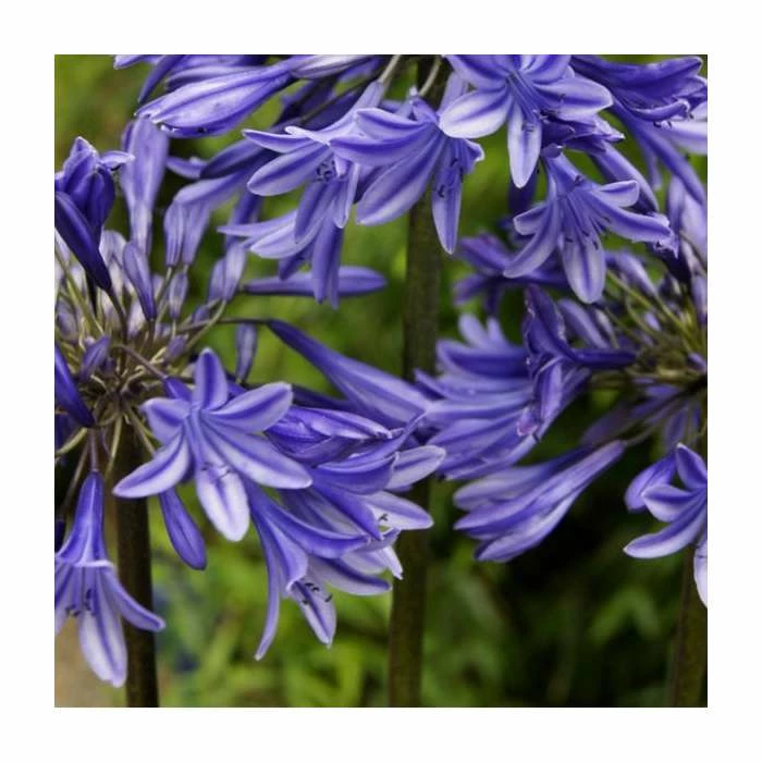 Agapanthus 'Midnight Dream' | 2L Pot 4 Agapanthus 'Midnight Dream' | 2L Pot - Image 2
