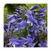 Agapanthus 'Midnight Dream' | 2L Pot 2 Agapanthus 'Midnight Dream' | 2L Pot -Cheap July Plants Store PL50772 main image 4f87