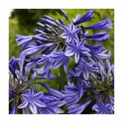 Agapanthus 'Midnight Dream' | 2L Pot