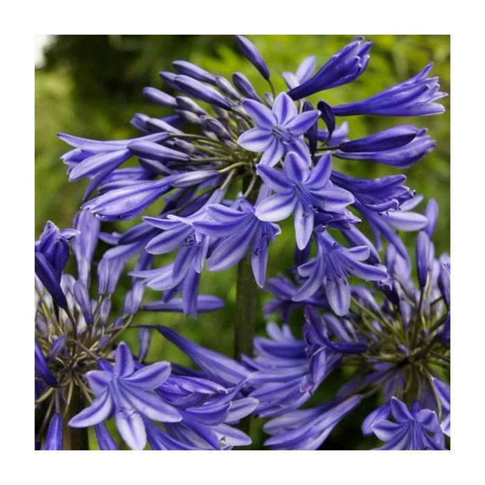 Agapanthus 'Midnight Dream' | 2L Pot 3 Agapanthus 'Midnight Dream' | 2L Pot