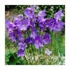 Campanula persicifolia 'Blue' | 10.5cm Pot -Cheap July Plants Store PL50780 main image 2a64