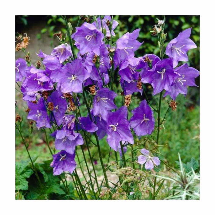 Campanula persicifolia 'Blue' | 10.5cm Pot 3 Campanula persicifolia 'Blue' | 10.5cm Pot