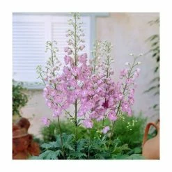 Delphinium Magic Fountain 'Deep Rose with White Bee' | 10.5cm Pot