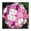 Dianthus barbatus 'Dash F1 Magician' | 10.5cm Pot -Cheap July Plants Store PL50783 main image 3ade