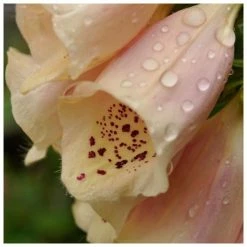 Digitalis purpurea 'Dalmation Peach' | Foxglove 7 Digitalis purpurea 'Dalmation Peach' | Foxglove -Cheap July Plants Store PL50785 add image 2 3571