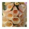 Digitalis purpurea 'Dalmation Peach' | Foxglove 1 Digitalis purpurea 'Dalmation Peach' | Foxglove -Cheap July Plants Store PL50785 main image 603c