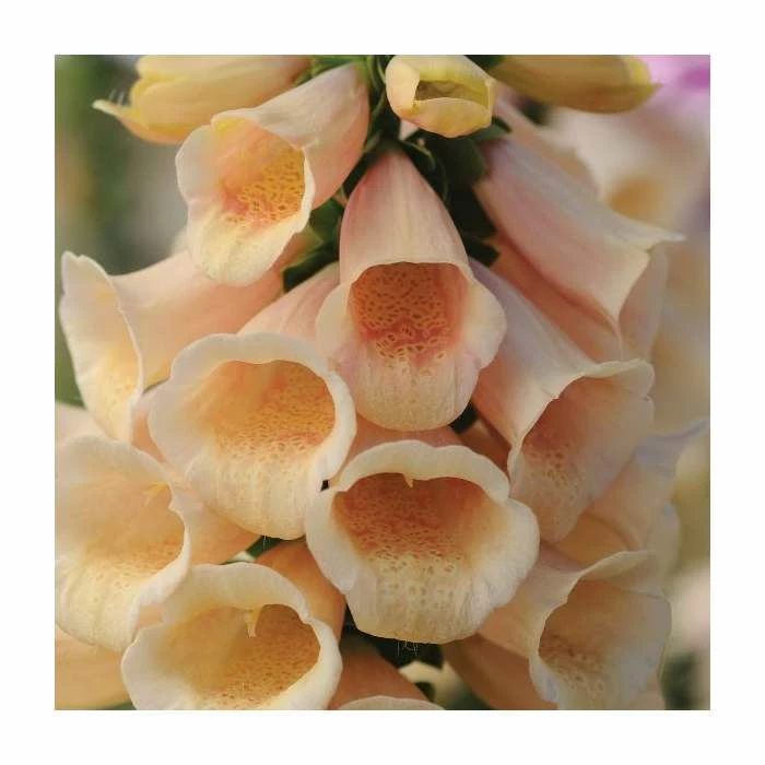 Digitalis purpurea 'Dalmation Peach' | Foxglove 3 Digitalis purpurea 'Dalmation Peach' | Foxglove