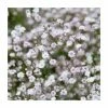 Gypsophila paniculata 'Snowflake' | 10.5cm Pot 1 Gypsophila paniculata 'Snowflake' | 10.5cm Pot -Cheap July Plants Store PL50790 main image b3ab