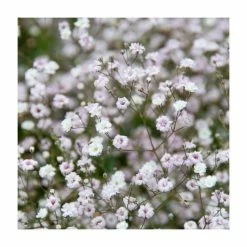 Gypsophila paniculata 'Snowflake' | 10.5cm Pot