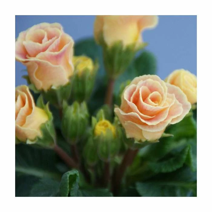 Primrose 'Bellerose' | Primula vulgaris | 10.5cm Pot 4 Primrose 'Bellerose' | Primula vulgaris | 10.5cm Pot - Image 2