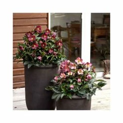 2ft Helleborus 'Ice N' Roses® Rose' | 4.5L Pot | Helleborus Gold Collection® 9 2ft Helleborus 'Ice N' Roses® Rose' | 4.5L Pot | Helleborus Gold Collection® -Cheap July Plants Store PL52022 add image 2 1402
