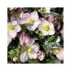 2ft Helleborus 'Ice N' Roses® Rose' | 4.5L Pot | Helleborus Gold Collection® 1 2ft Helleborus 'Ice N' Roses® Rose' | 4.5L Pot | Helleborus Gold Collection® -Cheap July Plants Store PL52022 main image 37b1