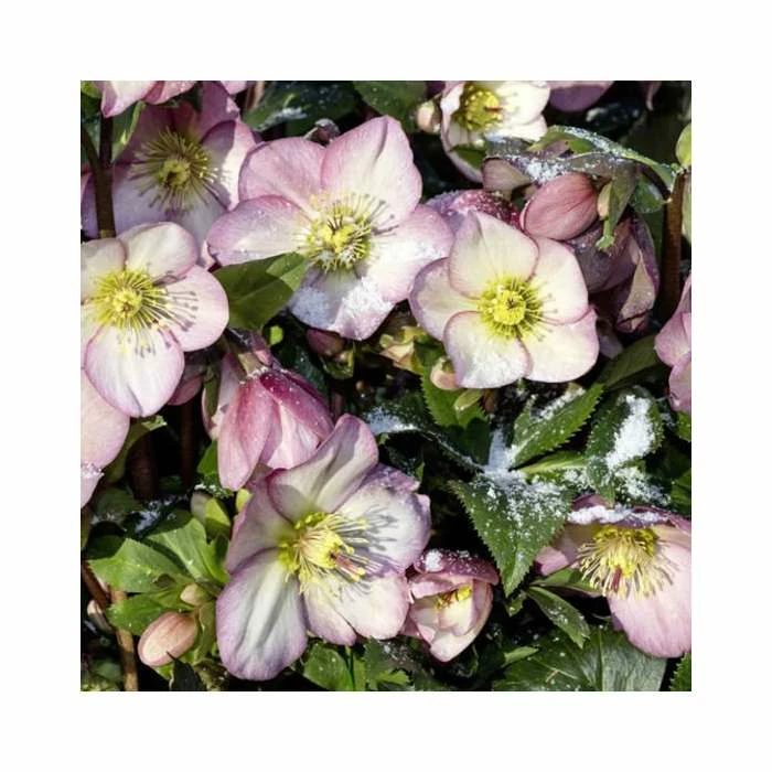 2ft Helleborus 'Ice N' Roses® Rose' | 4.5L Pot | Helleborus Gold Collection® 3 2ft Helleborus 'Ice N' Roses® Rose' | 4.5L Pot | Helleborus Gold Collection®
