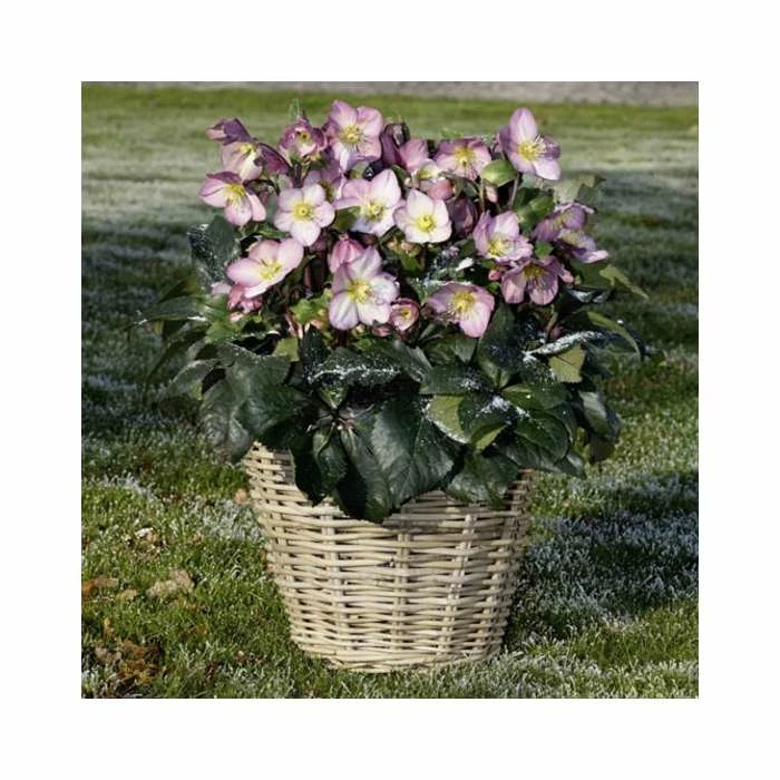 2ft Helleborus 'Ice N' Roses® Rose' | 4.5L Pot | Helleborus Gold Collection® 4 2ft Helleborus 'Ice N' Roses® Rose' | 4.5L Pot | Helleborus Gold Collection® - Image 2