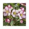 2ft Helleborus 'Ice N' Roses® Rosado' | 4.5L Pot | Helleborus Gold Collection® 2 2ft Helleborus 'Ice N' Roses® Rosado' | 4.5L Pot | Helleborus Gold Collection® -Cheap July Plants Store PL52025 main image 5194