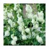 Alcea rosea 'Chaters Double White' | Hollyhock 1 Alcea rosea 'Chaters Double White' | Hollyhock -Cheap July Plants Store PL52028 main image 95e9