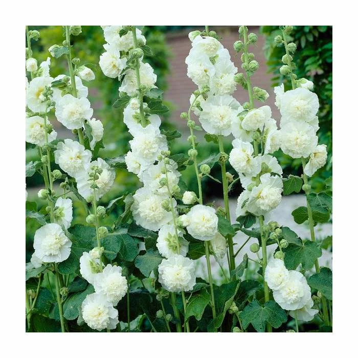 Alcea rosea 'Chaters Double White' | Hollyhock 3 Alcea rosea 'Chaters Double White' | Hollyhock