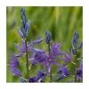 30cm Camassia 'Maybelle' | 3L Pot -Cheap July Plants Store PL52030 main image fd97