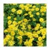 40cm Doronicum 'Leonardo Compact' | 3L Pot 1 40cm Doronicum 'Leonardo Compact' | 3L Pot -Cheap July Plants Store PL52031 main image 8d51