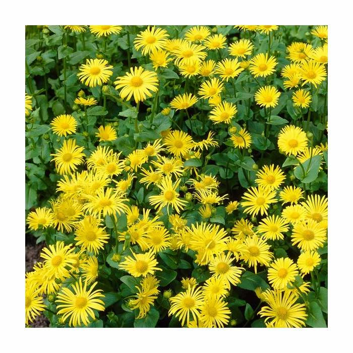 40cm Doronicum 'Leonardo Compact' | 3L Pot 3 40cm Doronicum 'Leonardo Compact' | 3L Pot