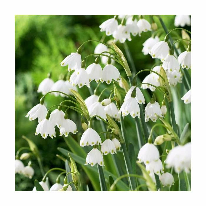 50cm Leucojum 'Gravetye Giant' | 3L Pot 3 50cm Leucojum 'Gravetye Giant' | 3L Pot