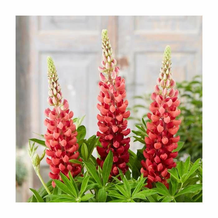 35cm Lupin 'Bishops Tipple' | 2L Pot | West Country 3 35cm Lupin 'Bishops Tipple' | 2L Pot | West Country