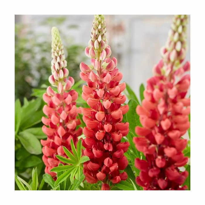 35cm Lupin 'Bishops Tipple' | 2L Pot | West Country 4 35cm Lupin 'Bishops Tipple' | 2L Pot | West Country - Image 2
