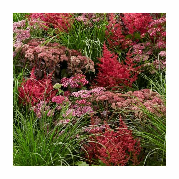 Achillea millefolium 'Summer Pastels' | 2L Pot 3 Achillea millefolium 'Summer Pastels' | 2L Pot