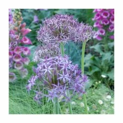 Allium christophii | 10.5cm Pot