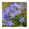 Agapanthus 'Enigma' | 2L Pot