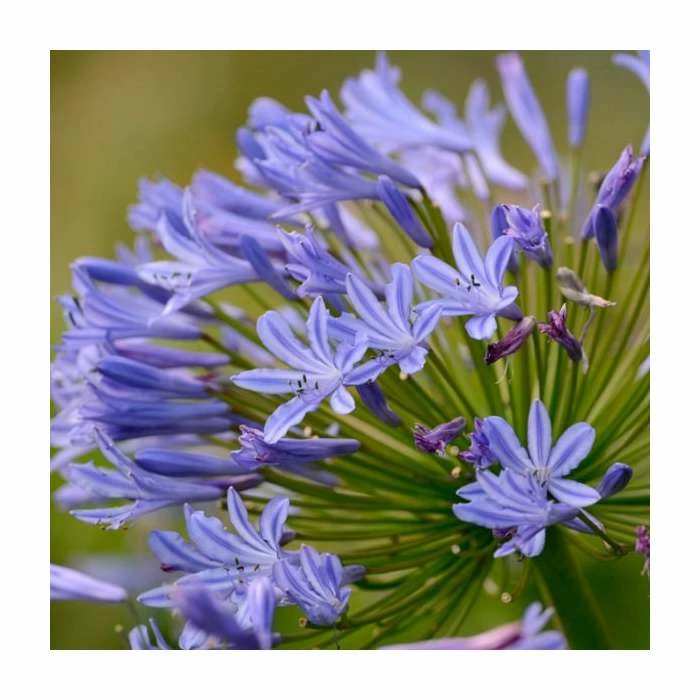 Agapanthus 'Enigma' | 2L Pot 3 Agapanthus 'Enigma' | 2L Pot