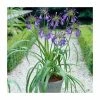 Agapanthus 'Purple Cloud' | 2L Pot