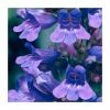 Penstemon 'Heavenly Blue' | 2L Pot -Cheap July Plants Store PL52085 main image a592