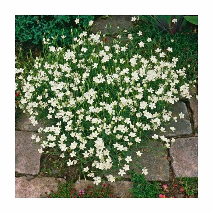 Dianthus deltoides 'Albus' | 2L Pot 3 Dianthus deltoides 'Albus' | 2L Pot