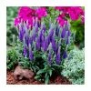 Veronica spicata 'Blue' | 10.5cm Pot