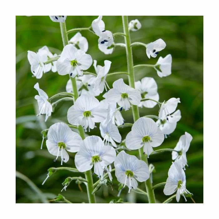 Veronica gentianoides | 10.5cm Pot 4 Veronica gentianoides | 10.5cm Pot - Image 2