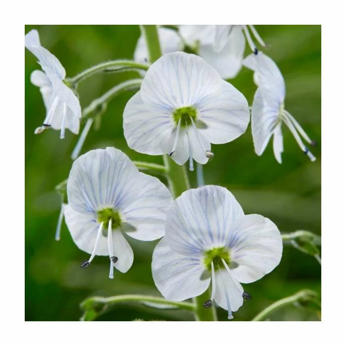 Veronica gentianoides | 10.5cm Pot 3 Veronica gentianoides | 10.5cm Pot