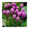 Liatris spicata 'Kobold' | 10.5cm Pot 2 Liatris spicata 'Kobold' | 10.5cm Pot -Cheap July Plants Store PL5503 main image 354a