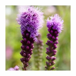 Liatris spicata 'Kobold' | 10.5cm Pot -Cheap July Plants Store PL5503 rollover image 38ce