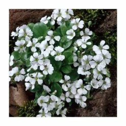 Gypsophila cerastoides 'White' | 10.5cm Pot