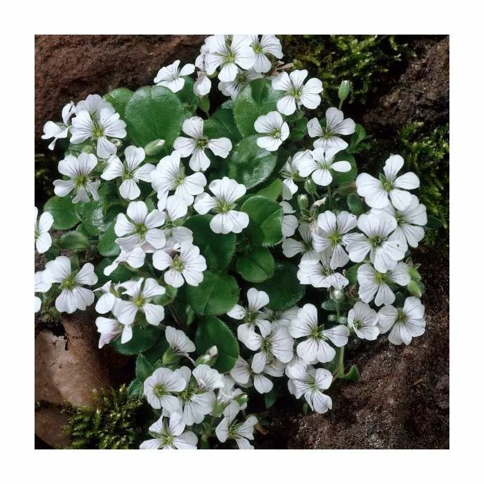 Gypsophila cerastoides 'White' | 10.5cm Pot 3 Gypsophila cerastoides 'White' | 10.5cm Pot