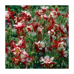 Aquilegia caerulea 'Crimson Star' | 10.5cm Pot