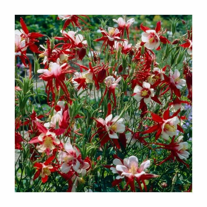 Aquilegia caerulea 'Crimson Star' | 10.5cm Pot 3 Aquilegia caerulea 'Crimson Star' | 10.5cm Pot