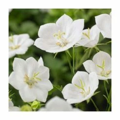 Campanula carpatica 'Perla White' | Tussock Bellflower