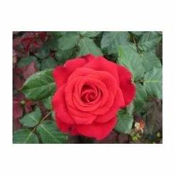 'Happy Ruby Wedding' Bush Rose - 5.5L Pot 9 'Happy Ruby Wedding' Bush Rose - 5.5L Pot -Cheap July Plants Store PL6121A add image 3 f513