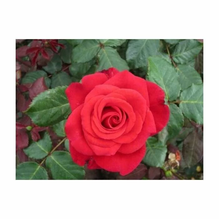 'Happy Ruby Wedding' Bush Rose - 5.5L Pot 6 'Happy Ruby Wedding' Bush Rose - 5.5L Pot - Image 4