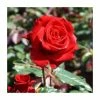 'Happy Ruby Wedding' Bush Rose - 5.5L Pot -Cheap July Plants Store PL6121A main image 91c8